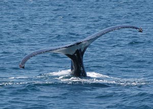 Whale fin