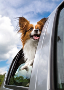 Excited dog looking out of car window