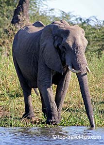 Elephant in Liwonde Nataional Park in Malawi