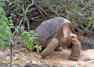 Lonesome George Pinta Island Tortoise