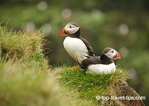 Two puffins on nest at Latrabjarg Iceland West Fjords