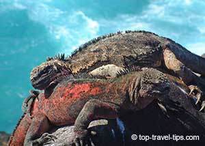 Two Iguanas in Galapagos