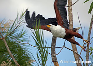 African Sea Eagle in Malawi