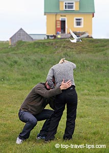 Artic tern Flatey Iceland