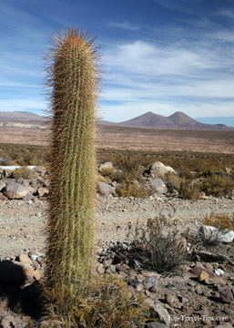 Cactus - Atacama desert Chile