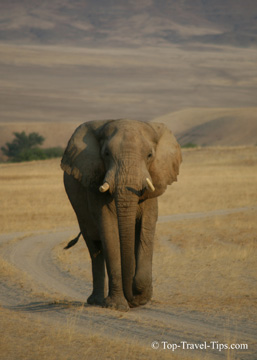 Elephant walking on a road in Namibia