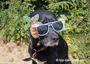 Our dog having fun on beach