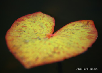 Heart shaped water lily