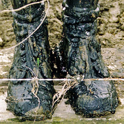 Pair of dirty footwear