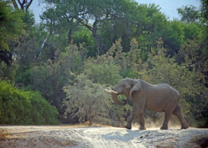 Desert elephant Namibian campsite