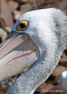 Head of a Pelican