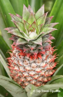 Ready to be picked Pinapple