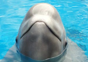 Smiling Beluga whale