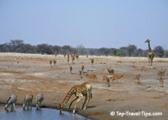 Zebras and Girafes drinking from a water hole in Namibia