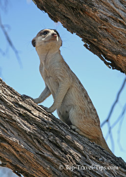 Single meerkat on a lookout in tree in Namibia