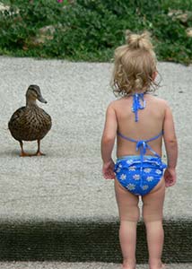 Toddler watching a duck