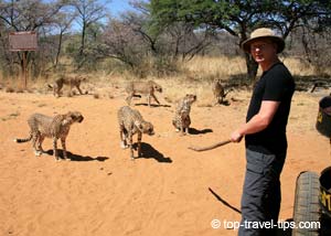 Man feeding wild cheetahs